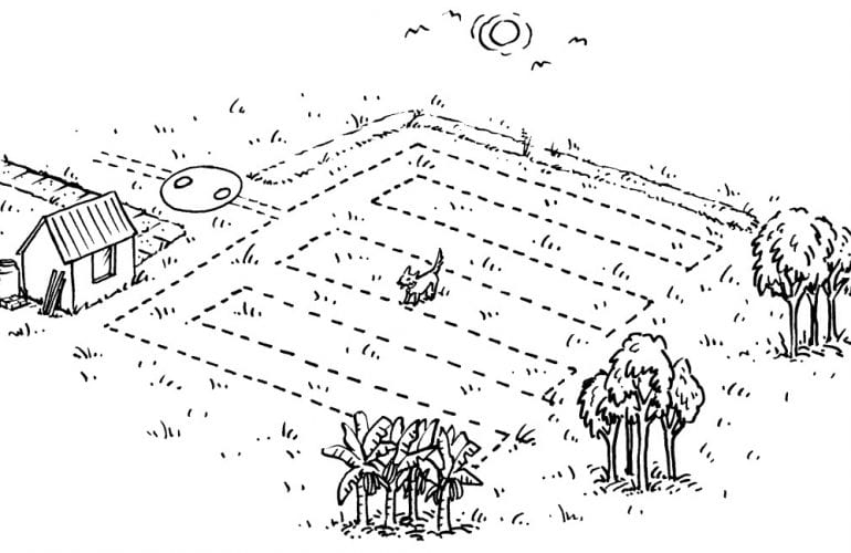 Planting on Septic Drain Field