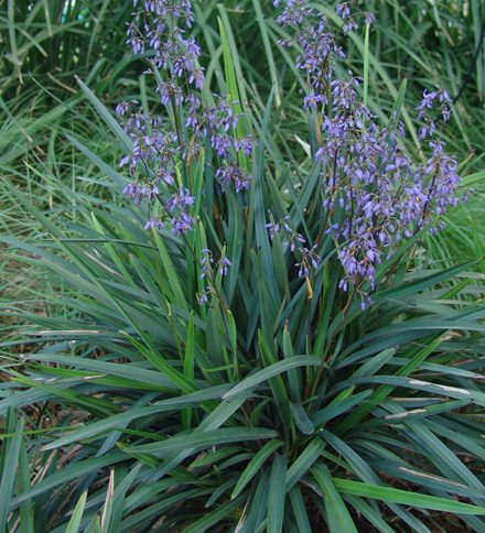 Dianella-Caerulea Dianella caerulea