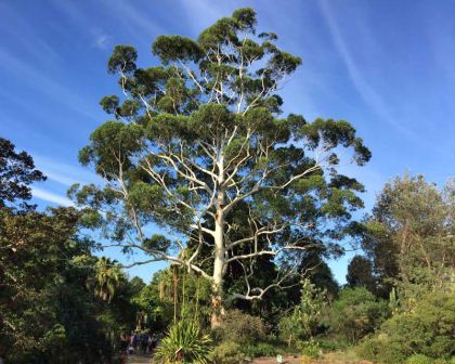 Eucalyptus grandis Eucalyptus grandis