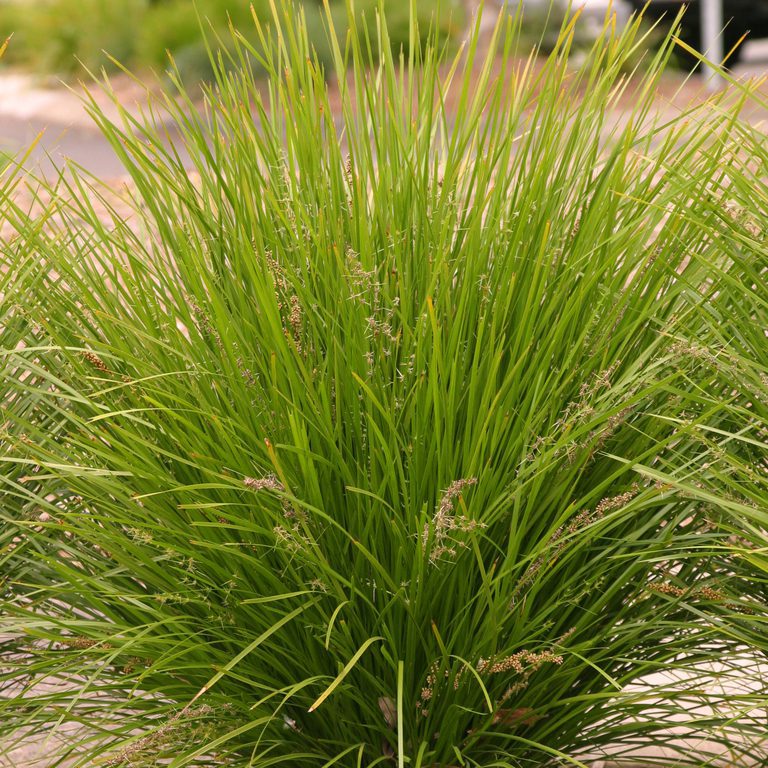 Lomandra Lomandra