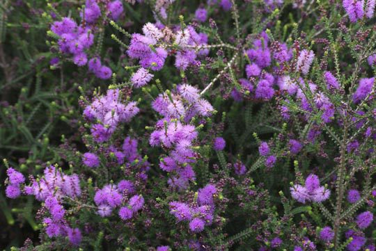Melaleuca decussata Melaleuca decussata