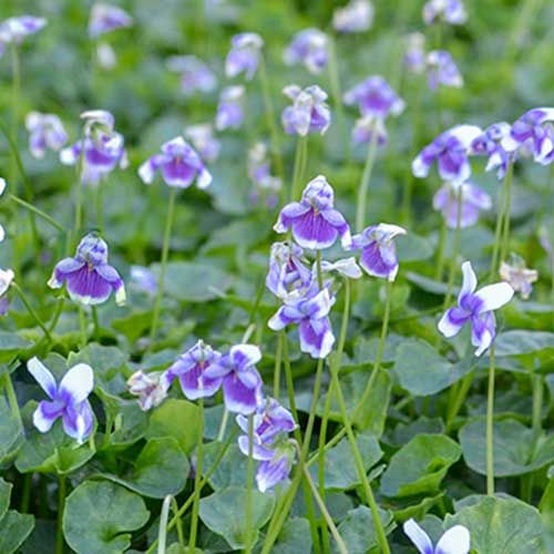 Viola hederacea Viola hederacea