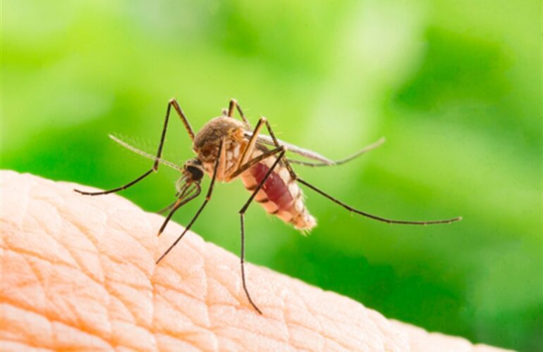 mosquito